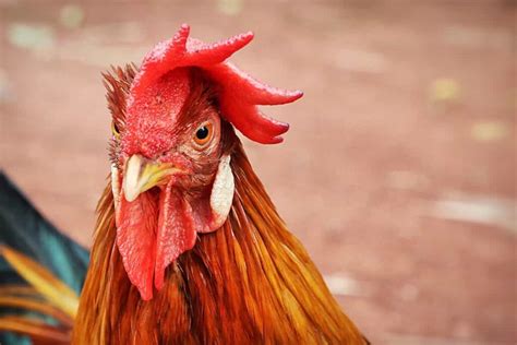 Ultimate Guide to 15 Best Fighting Rooster and Gamefowl Breeds.